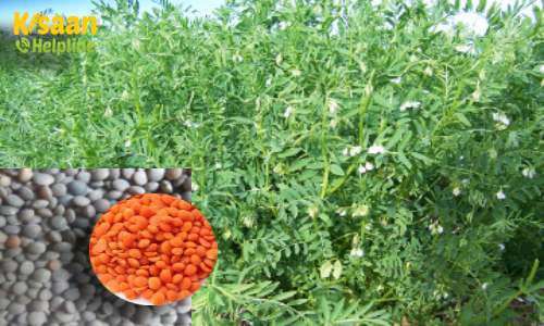 मसूर की व्यावसायिक खेती, जानिए लाभ के लिए मसूर/मसूर की खेती का व्यवसाय